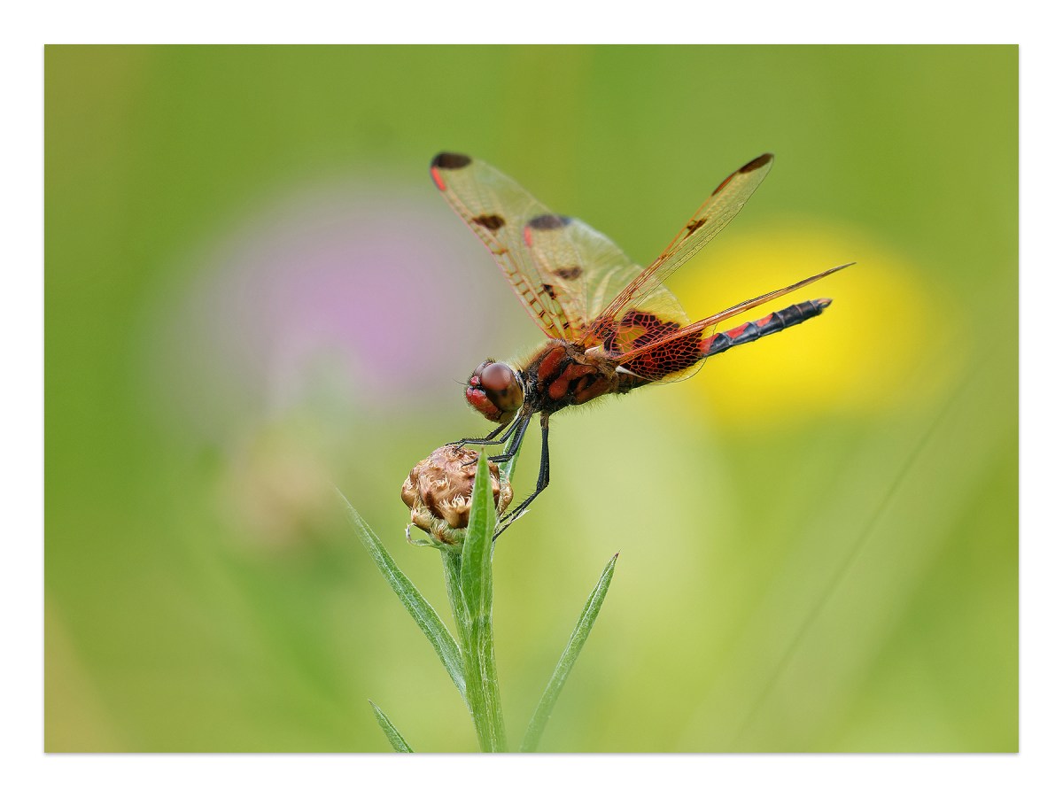calico pennant