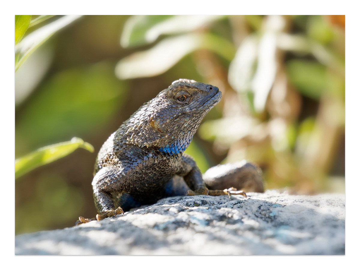 Blue Belly