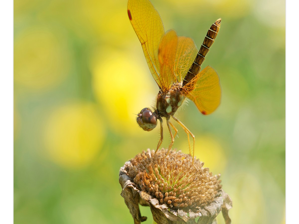 Eastern Amberwings