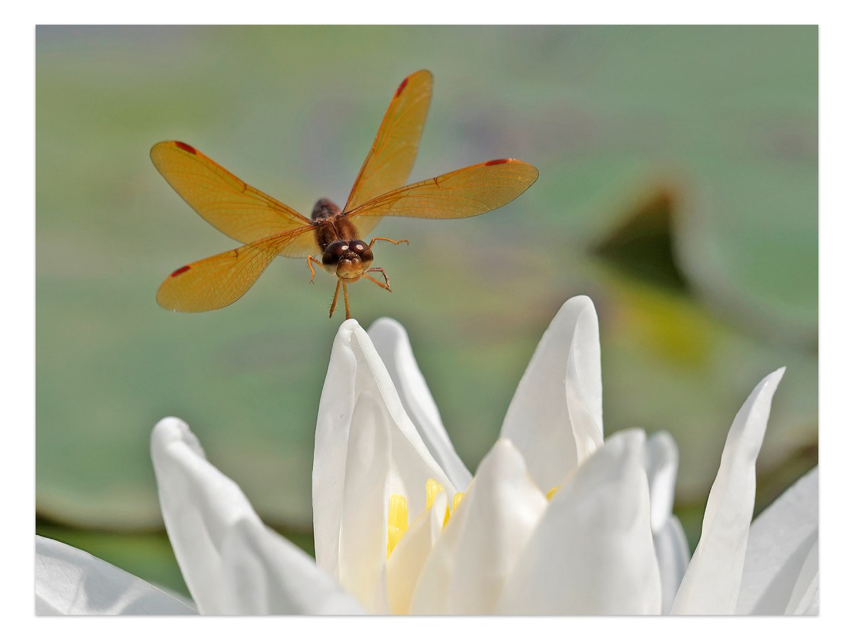 More Amberwings
